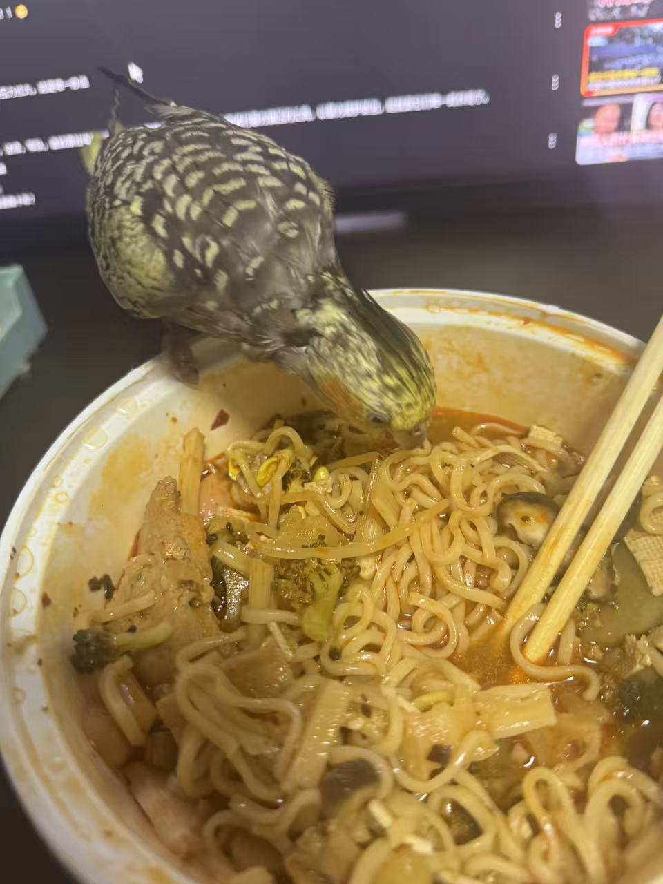 桌边好奇的鹦鹉